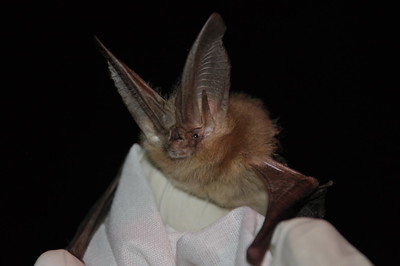 Townsend's big-eared bat in gloved hand